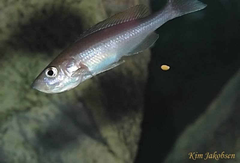 Cyprichromis leptosoma 'Chituta Bay'